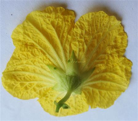  Male flower-Lower view